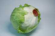 Eisbergsalat