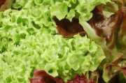 Endiviensalat