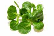 Vogerlsalat